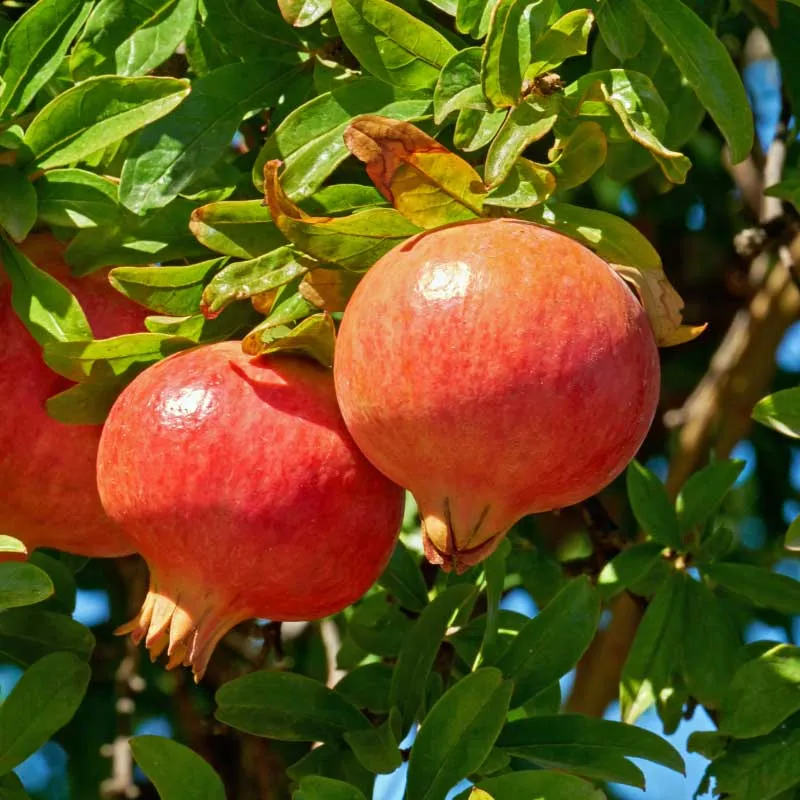 Granaatappel plant 30- 40 cm (Punica Granatum)