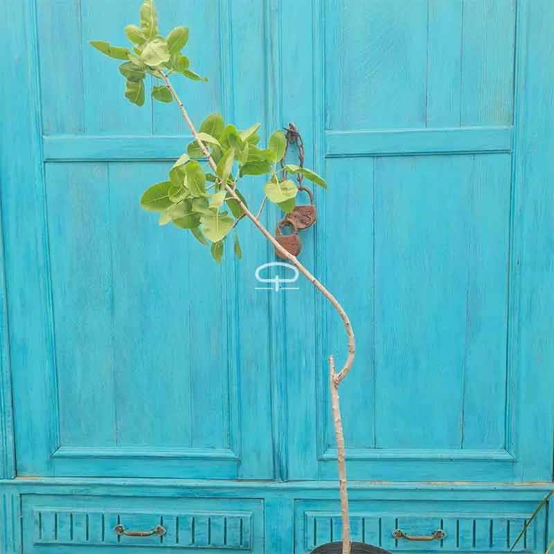 Pistache plant ca 90 cm vrouwtje (Pistacea Vera - Kerman)