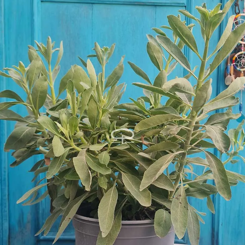 Witte Salie plant (Salvia Apiana - Californische witte Salie) ca 50 cm