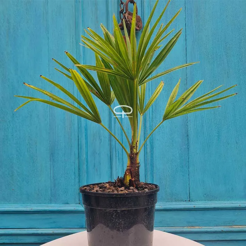 Trachycarpus Fortunei waaierpalm ca 40 cm (Chinese waaierpalm)