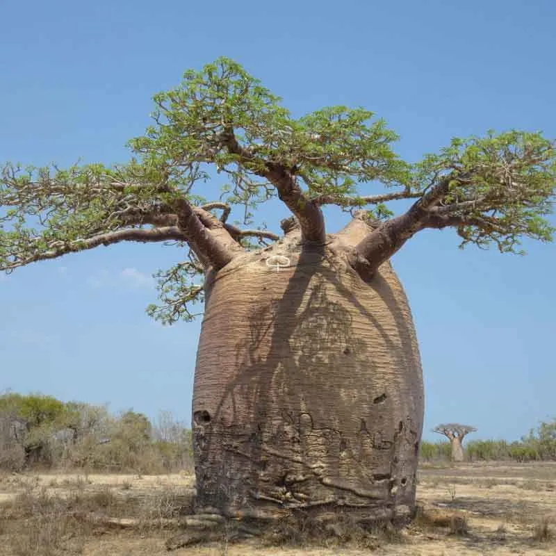 Verse Fony Baobab boom zaden (Adansonia Fony)