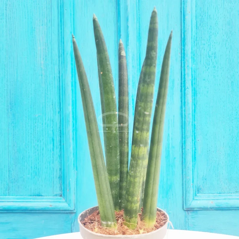 Sansevieria Cylindrica Rocket 22 cm (vrouwentong)