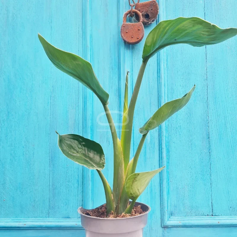 Strelitzia Nicolai 50 cm (Witte Paradijsvogelplant)