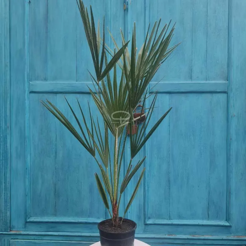 Chamaerops Humilis Palm 85 cm (Europese Dwergpalm)