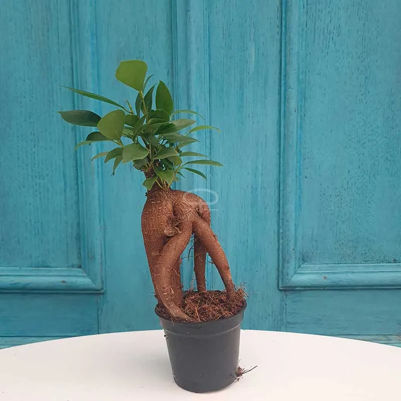 Ficus Microcarpa Ginseng bonsai plant 15 cm