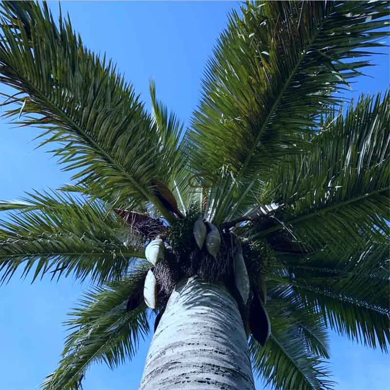 Jubaea Chilensis Blue palmzaden (Blauwe Chileense wijn palm) - winterhard