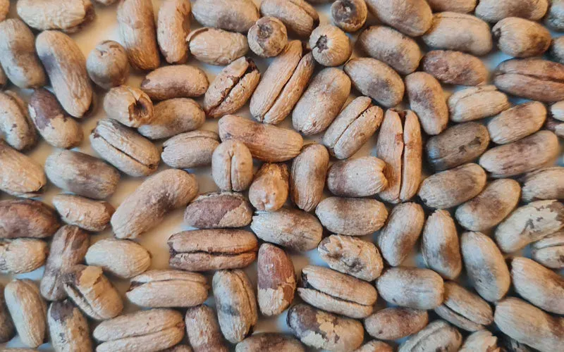 Veder palmbomen zaden mix