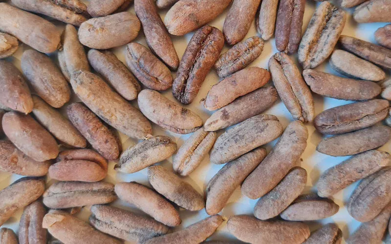 Veder palmbomen zaden mix