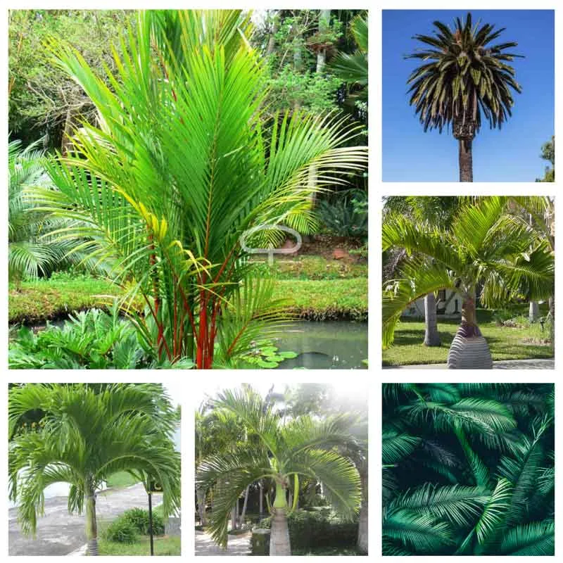 Tropische palm zaden mix