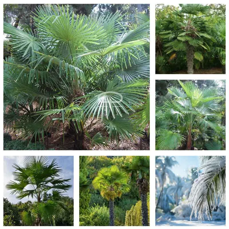 Winterharde palm zaden mix