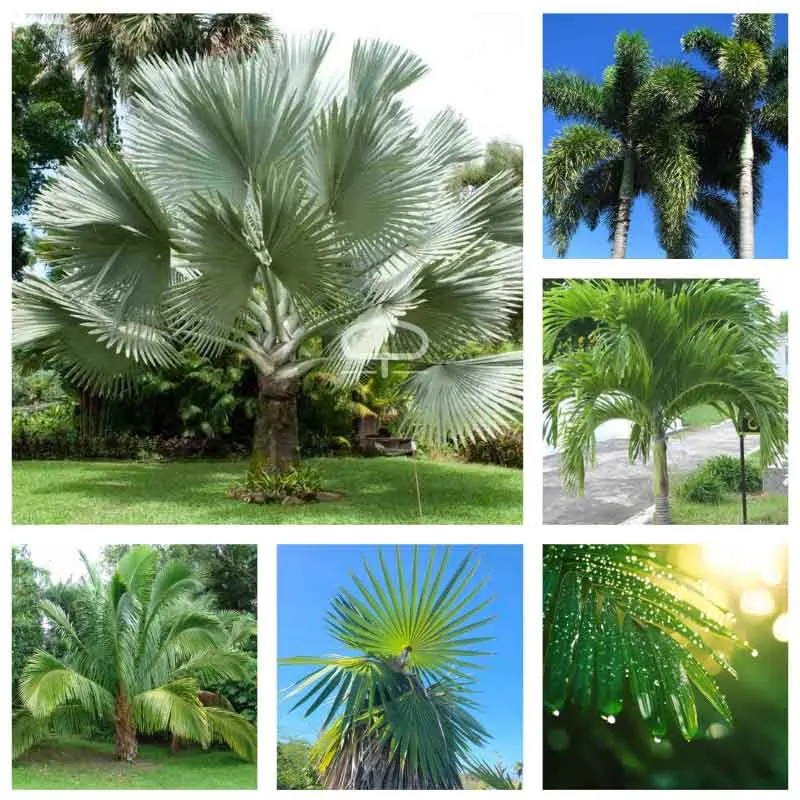 Exotische groene vrienden mix