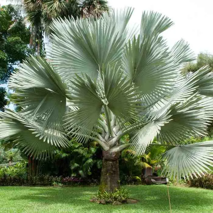 Exotische groene vrienden mix