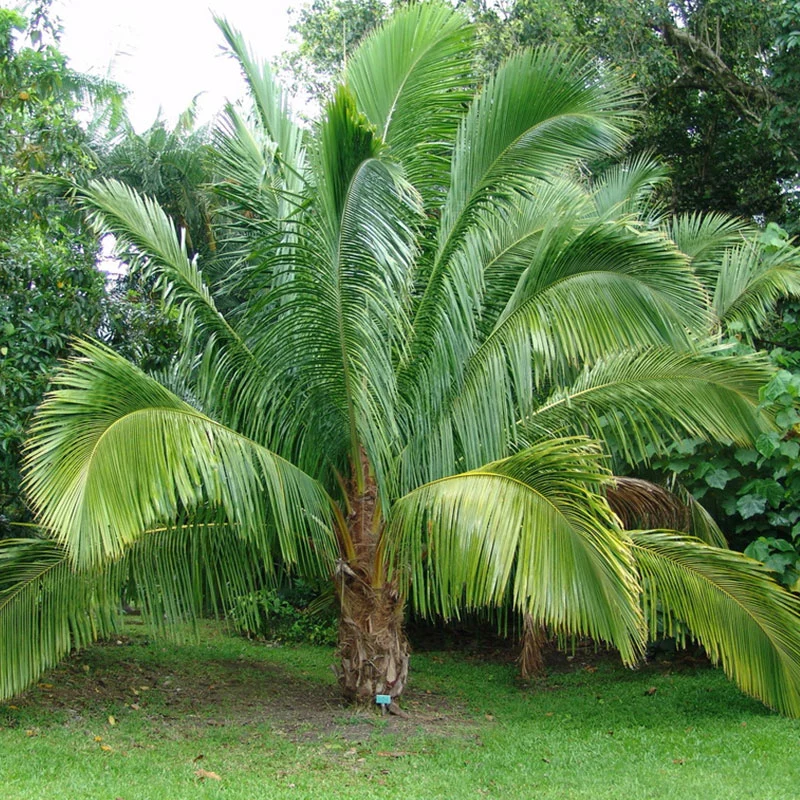 Exotische groene vrienden mix