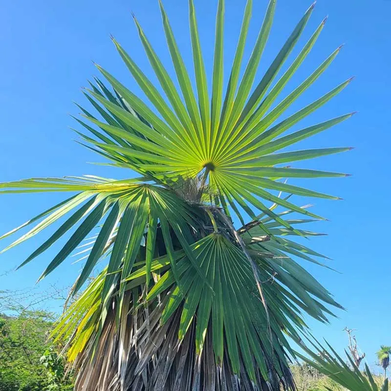 Exotische groene vrienden mix