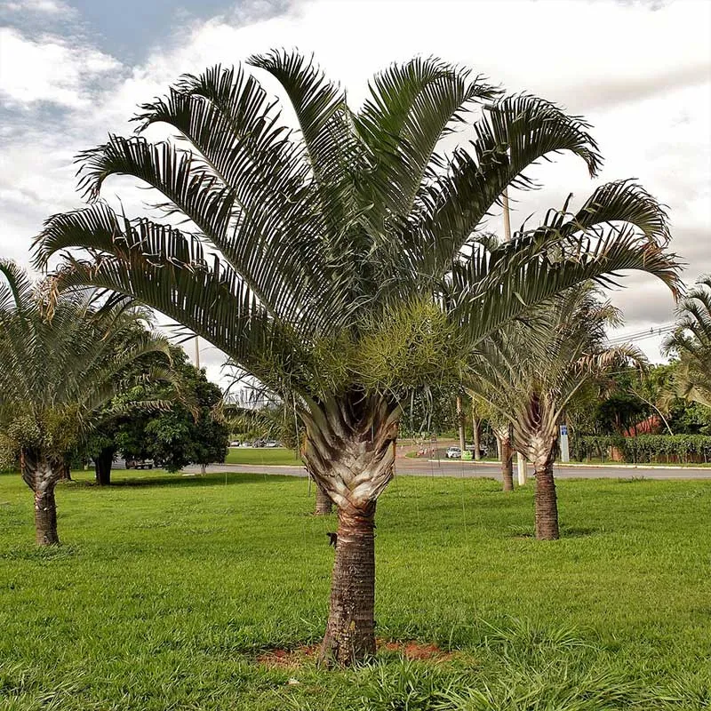 Dypsis Decaryi palmzaden - (DriehoeksPalm)