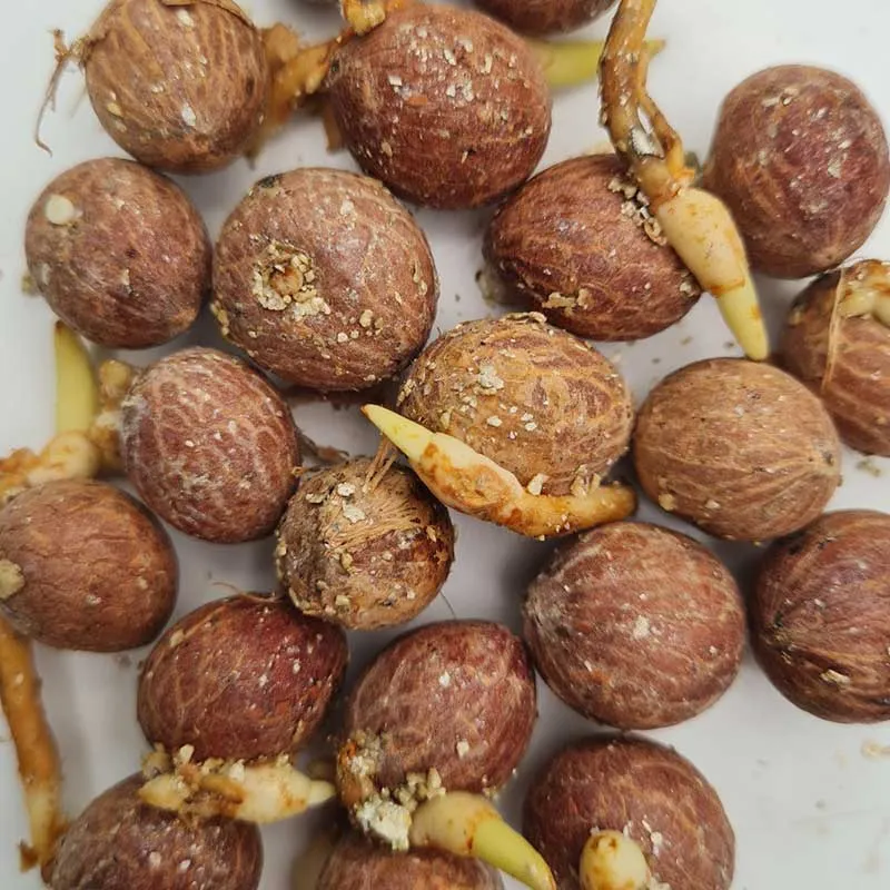 Dypsis Decaryi palmzaden - (DriehoeksPalm)
