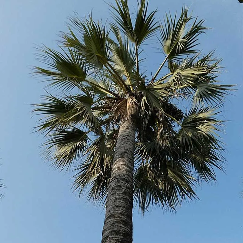 Medemia Argun zaden - (Nubian Desert Palm)
