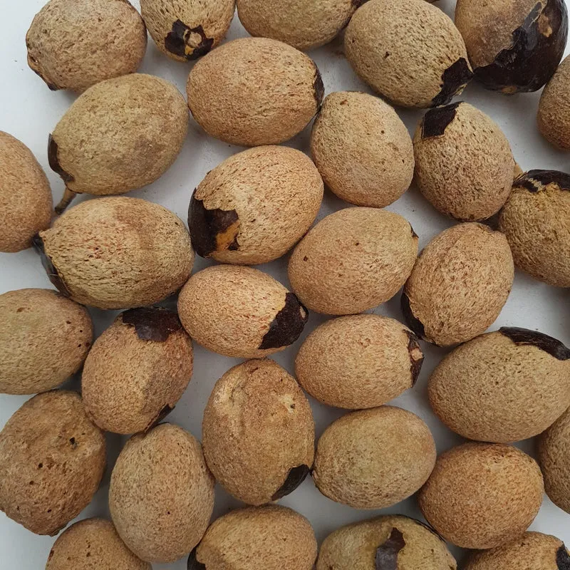 Medemia Argun zaden - (Nubian Desert Palm)