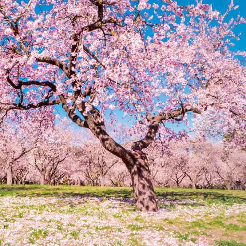 Amandelboom zaden - zoete amandel (Prunus Dulcis)