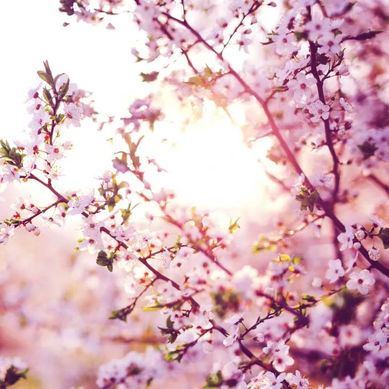 Amandelboom zaden - zoete amandel (Prunus Dulcis)