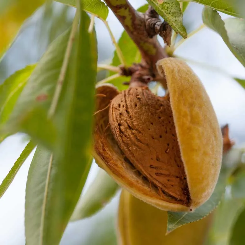 Amandelboom zaden - zoete amandel (Prunus Dulcis)