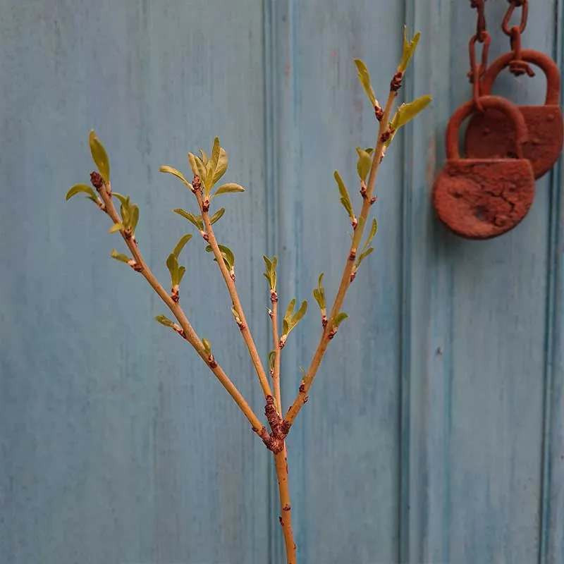 Amandelboom zaailing 30- 40 cm (Prunus Dulcis)