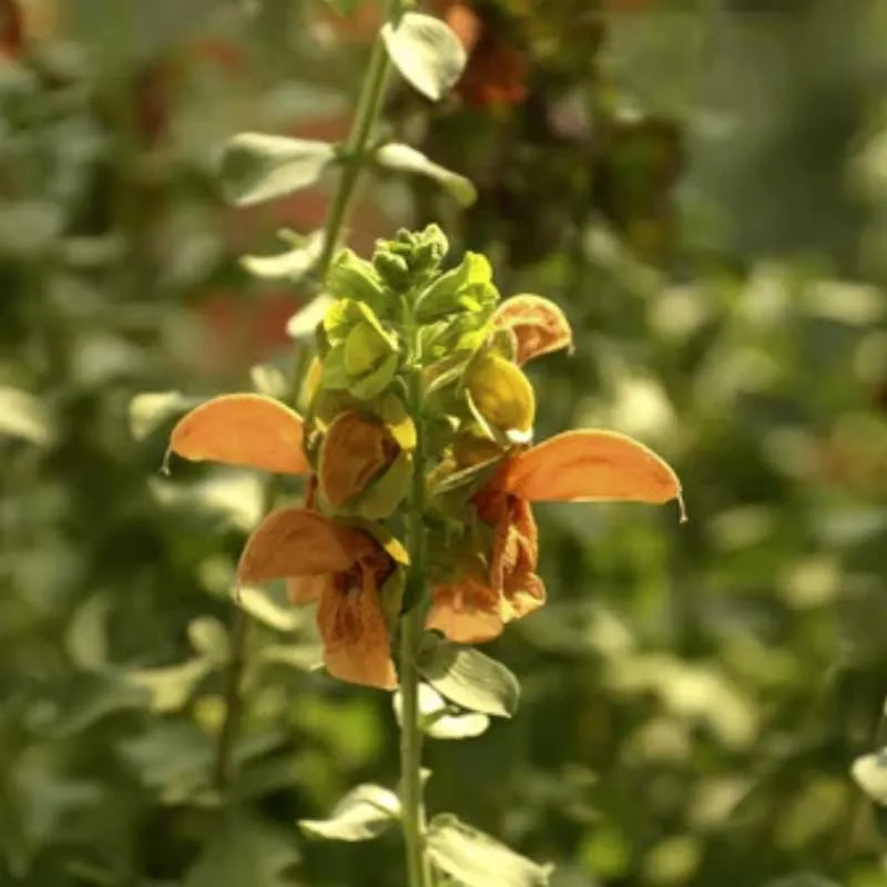 Salvia Africana Lutea zaden (Kirstenbosch Salie)
