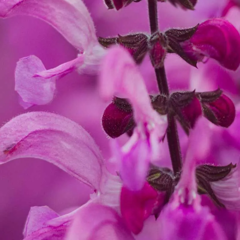 Salvia Canariensis zaden (Canarische Salie)