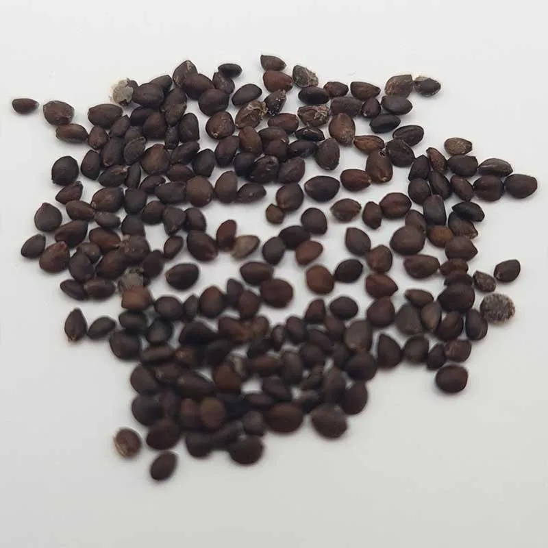 Salvia Canariensis zaden (Canarische Salie)
