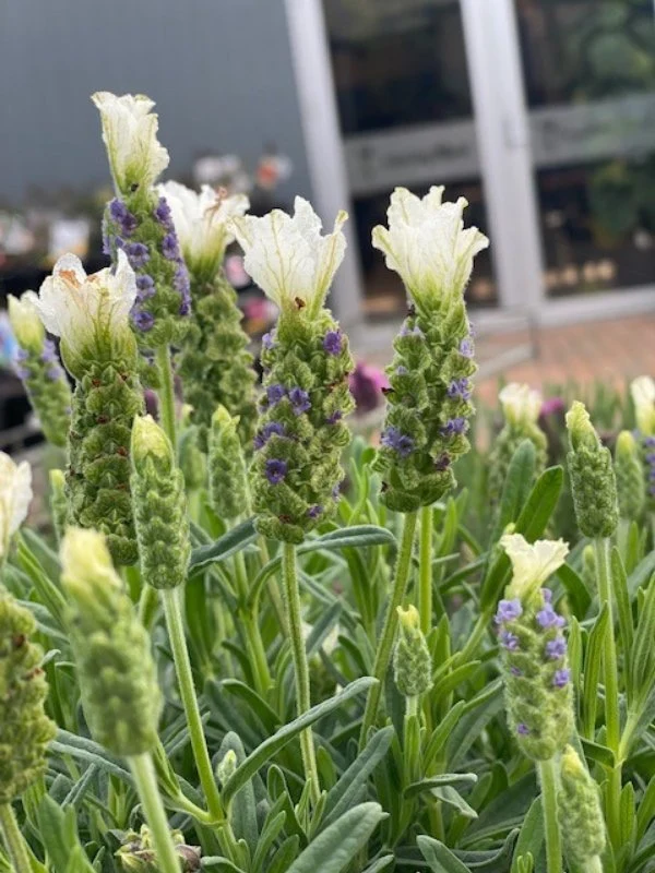 White Lavender Seeds – Unique White-Flowering Variety with Delicate Fragrance