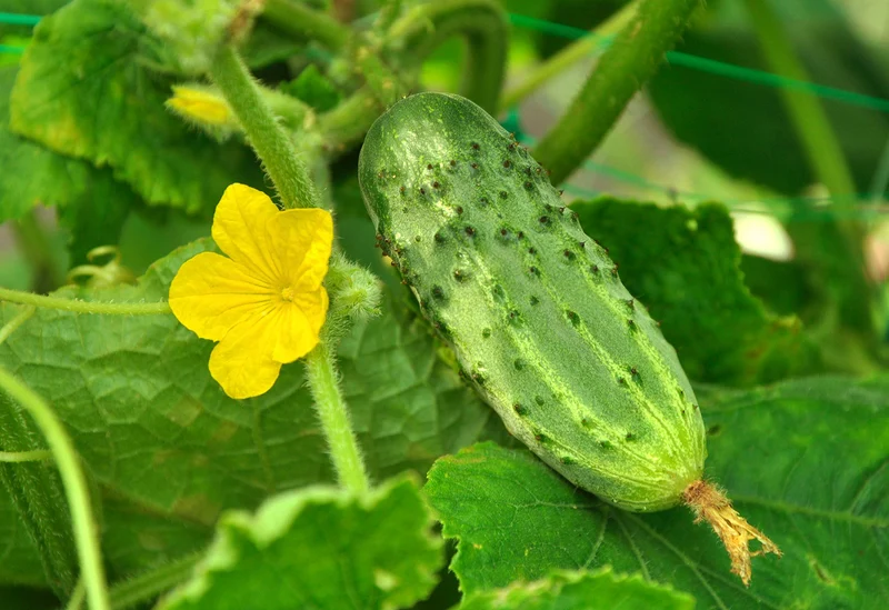 Picklebush Cucumber Seeds – Compact & High-Yielding - Ideal for Small Gardens & Pickling