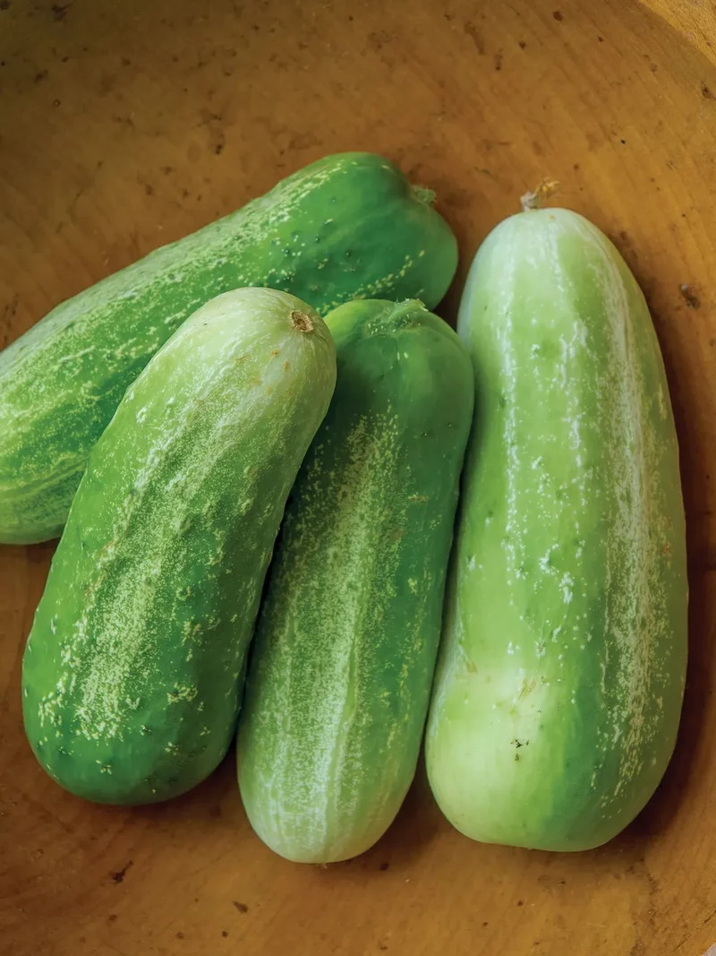 Picklebush Cucumber Seeds – Compact & High-Yielding - Ideal for Small Gardens & Pickling