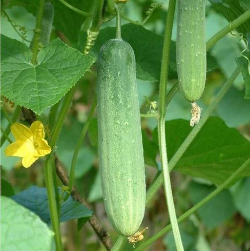 Patio Snacker Cucumber Seeds – Compact, High-Yielding & Perfect for Containers