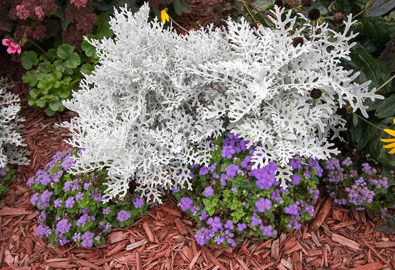 Cold-Hardy Variety with Silver Foliage & Fragrant Blooms