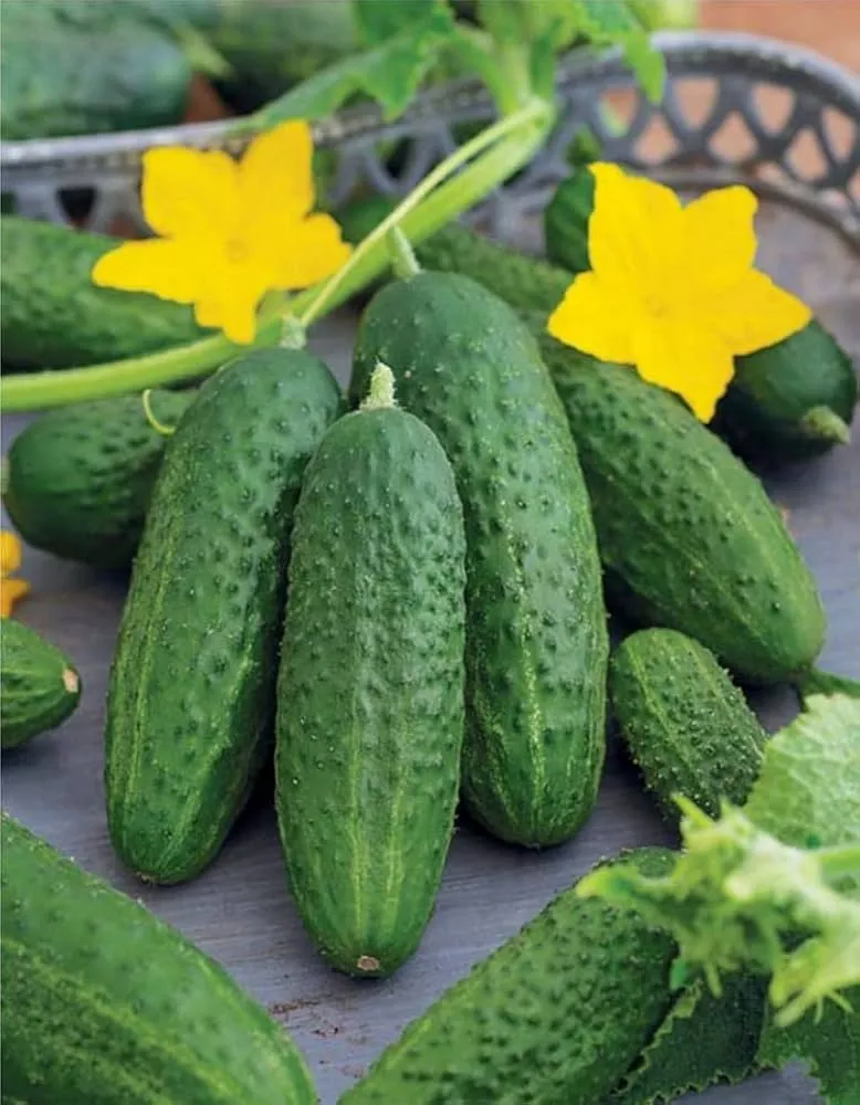 Bush Champion Cucumber Seeds – Compact, High-Yield, Heirloom Variety