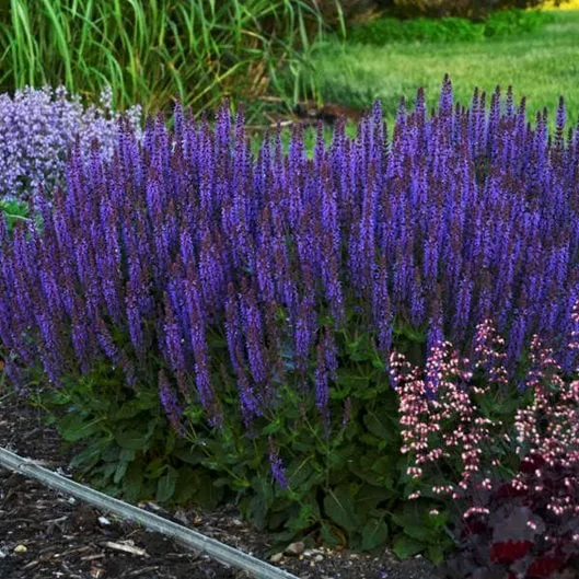 Compact Variety with Deep Purple Blooms