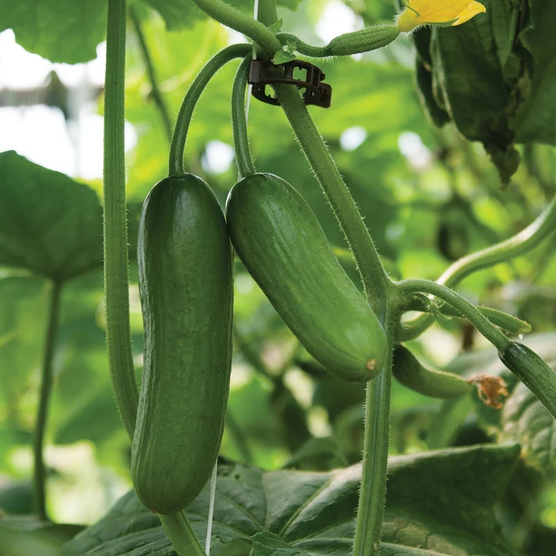 Iznik Cucumber Seeds – High-Yield, Mini Cucumbers for Home & Garden