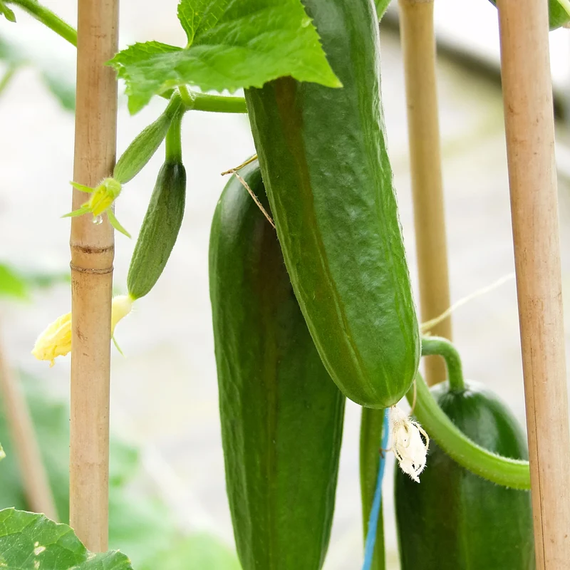 Iznik Cucumber Seeds – High-Yield, Mini Cucumbers for Home & Garden