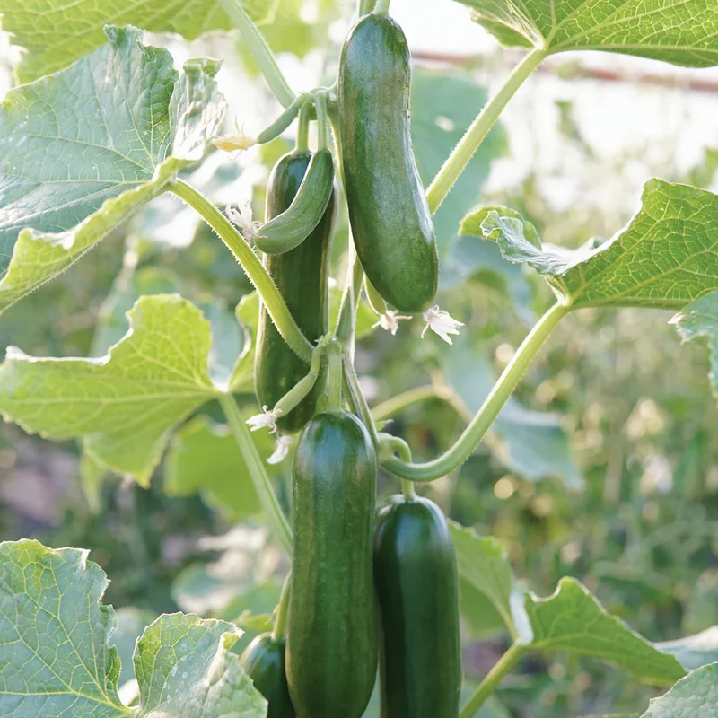 Mini Munch Cucumber Seeds – High-Yield, Crunchy & Sweet - Perfect for Snacking & Salads