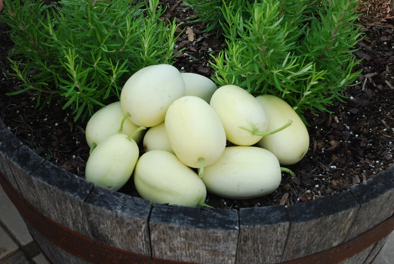 Dragon’s Egg Cucumber Seeds – Heirloom, Rare White Cucumber for Unique Harvests