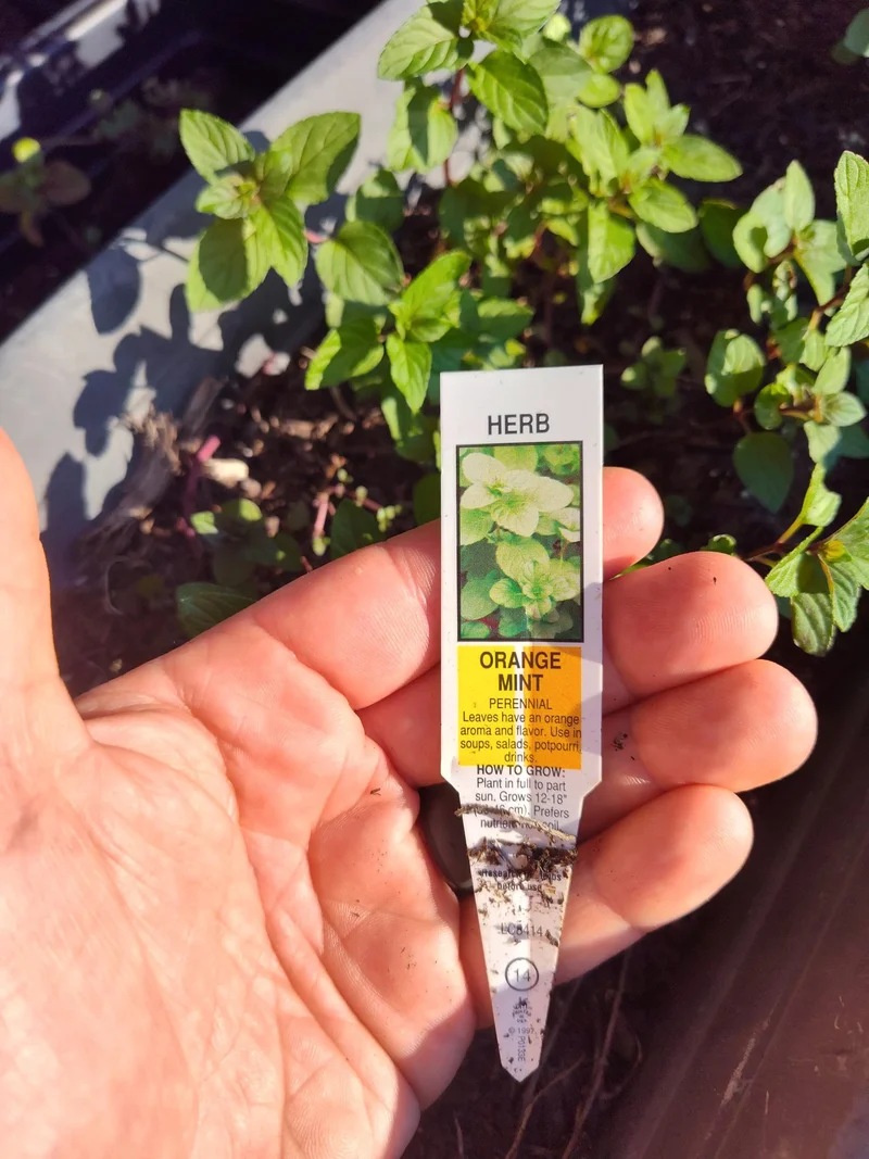 Orange Mint Seeds (Mentha × piperita citrata) – Fragrant, Non-GMO Perennial Herb for Tea, Cocktails & Cooking