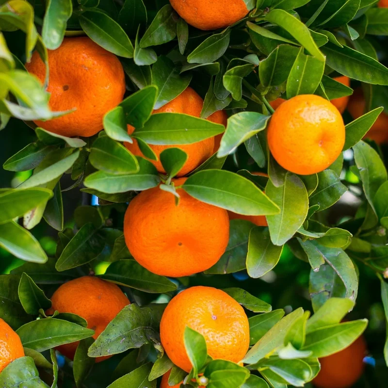 Seville Orange Seeds for Planting – Grow Tart & Flavorful Oranges Perfect for Marmalade