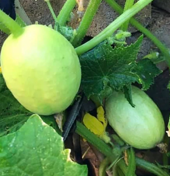 Crystal Apple Cucumber Seeds – Heirloom, Sweet & Crisp Round Variety