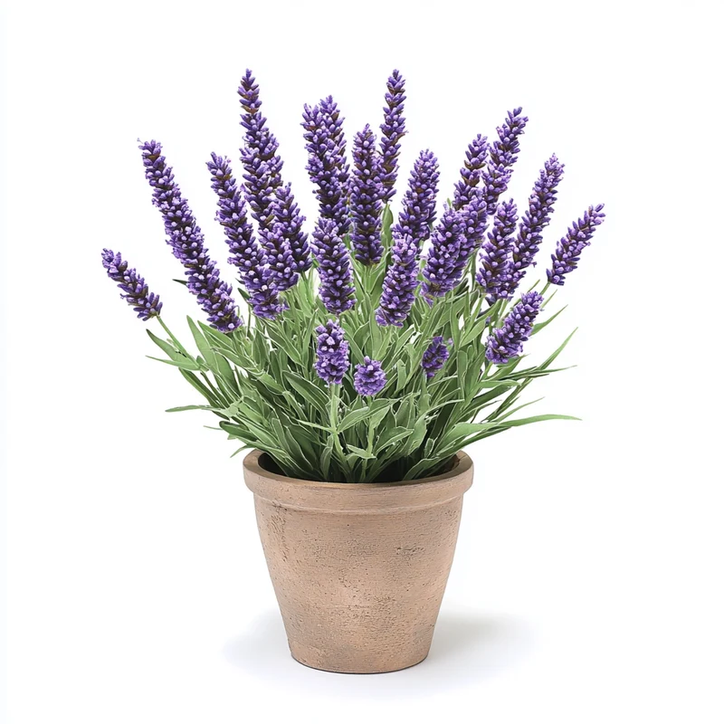 Compact Deep Purple Lavender Seeds – Rich, Deep Purple Blooms on Bushy Plants