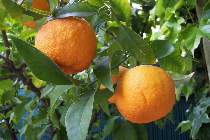 Jaffa Orange Seeds for Planting – Grow Sweet & Juicy Oranges