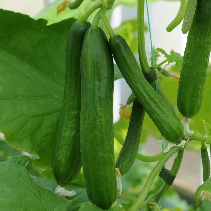 Carmen Cucumber Seeds – High-Yield, Greenhouse & Outdoor Variety