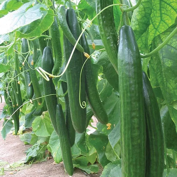 Carmen Cucumber Seeds – High-Yield, Greenhouse & Outdoor Variety