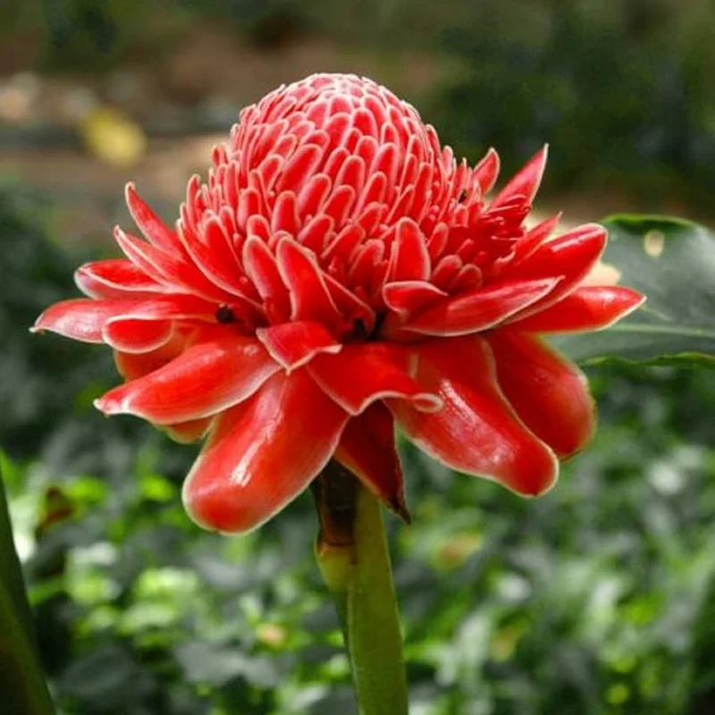 Pinecone Bloom Lavender Seeds – Unique Cone-Shaped Blooms & Sweet Scent