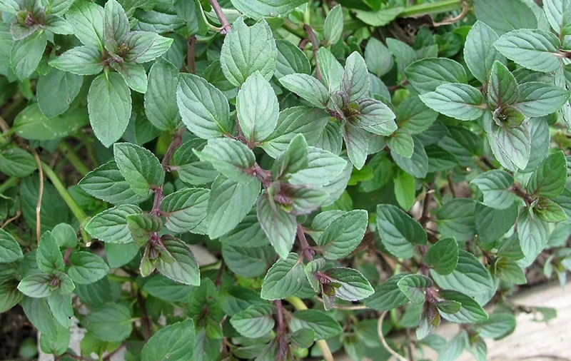 Chocolate Mint Seeds – Mentha × piperita 'Chocolate' | Aromatic Perennial Herb for Teas & Desserts