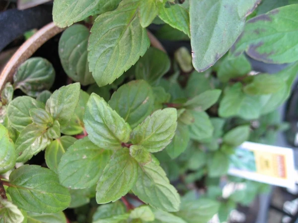 Chocolate Mint Seeds – Mentha × piperita 'Chocolate' | Aromatic Perennial Herb for Teas & Desserts